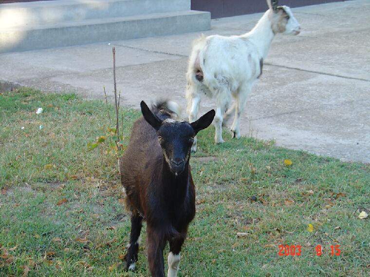 Ide kattintva a nagyobb felbont�s�, nyomtat�sra alkalmasabb k�p ir�nti ig�nyed jelezheted a k�p tulajdonos�nak! polgarmester@davod.hu: 05