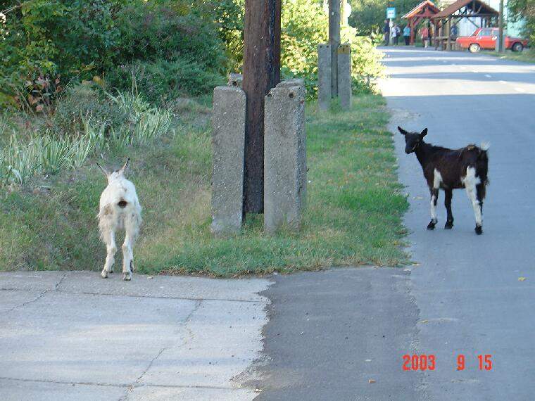 Ide kattintva a nagyobb felbont�s�, nyomtat�sra alkalmasabb k�p ir�nti ig�nyed jelezheted a k�p tulajdonos�nak! polgarmester@davod.hu: 07