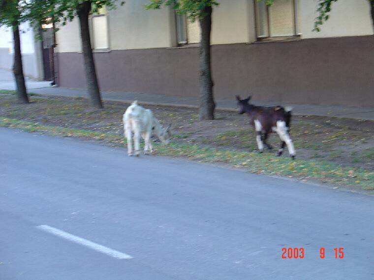 Ide kattintva a nagyobb felbont�s�, nyomtat�sra alkalmasabb k�p ir�nti ig�nyed jelezheted a k�p tulajdonos�nak! polgarmester@davod.hu: 11