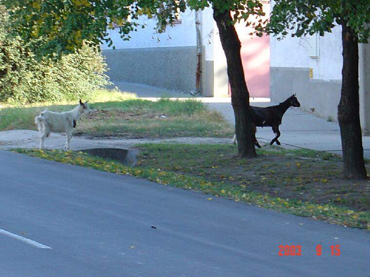 Ide kattintva a nagyobb felbont�s�, nyomtat�sra alkalmasabb k�p ir�nti ig�nyed jelezheted a k�p tulajdonos�nak! polgarmester@davod.hu: 12