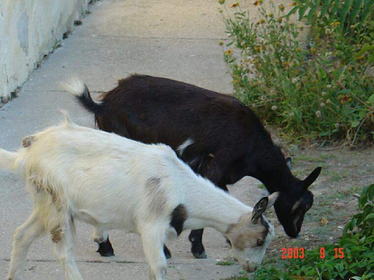 Ide kattintva a nagyobb felbont�s�, nyomtat�sra alkalmasabb k�p ir�nti ig�nyed jelezheted a k�p tulajdonos�nak! polgarmester@davod.hu: 13