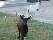 05:180x135=>760x570:pege_05