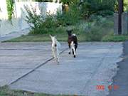 06:180x135=>760x570:pege_06