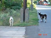 07:180x135=>760x570:pege_07