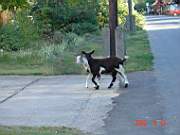 08:180x135=>760x570:pege_08