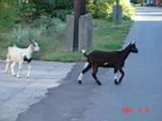 09:180x135=>760x570:pege_09