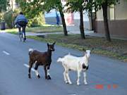 10:180x135=>760x570:pege_10