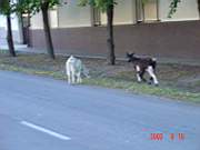 11:180x135=>760x570:pege_11