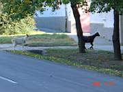 12:180x135=>760x570:pege_12