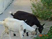 13:180x135=>760x570:pege_13