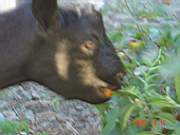 14:180x135=>760x570:pege_14